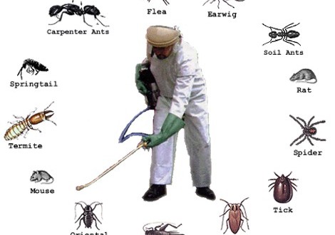 عدسة البحث في الحشرات الريفية في المنزل Dsvdedommel Com